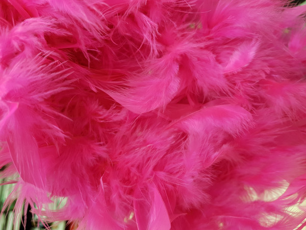 Boa perje v traku-fuksija